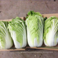 2021 New Harvest Export Natural Fresh Cabbage Export Chinese Cabbage